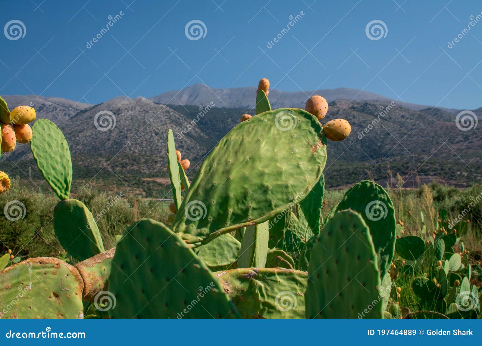 Edible Prickly Pear Cactus Fruit Ready To Eat Stock Image Image of