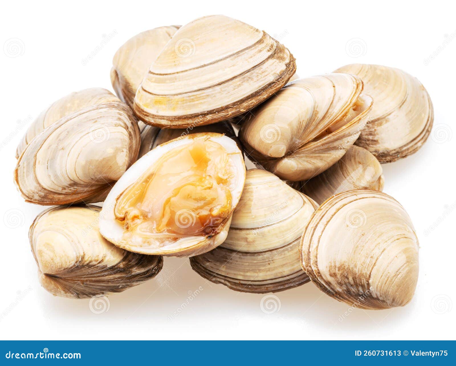 Edible Raw Clams Isolated on White Background Delicacy Food Stock Edible Raw Clams Isolated on White Background Delicacy Food Stock