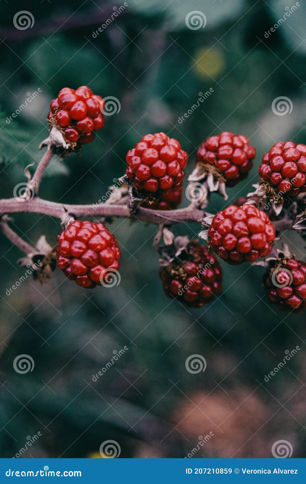 Edible Red Berries of Rubus in a Field Stock Image Image of health