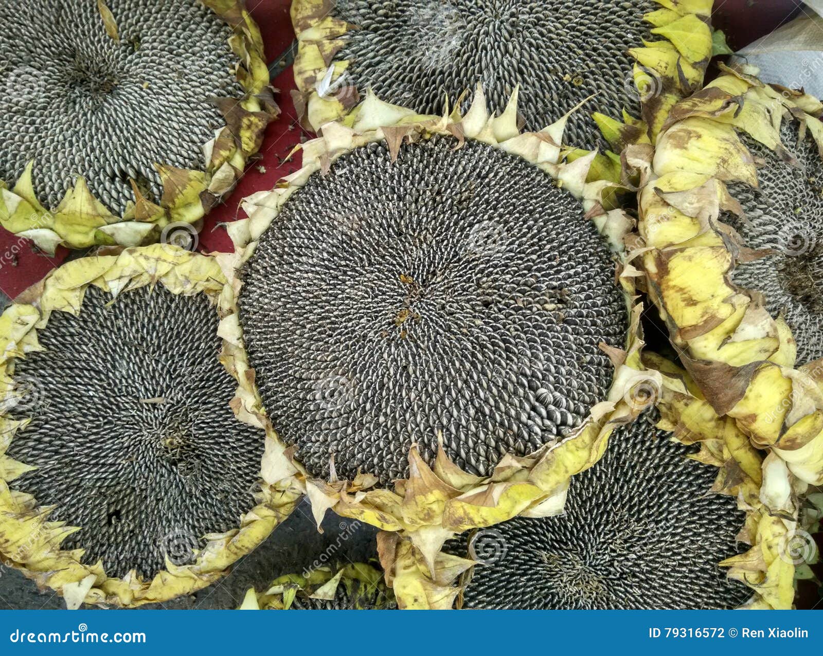 Edible sunflower seeds stock photo. Image of edible, details - 79316572