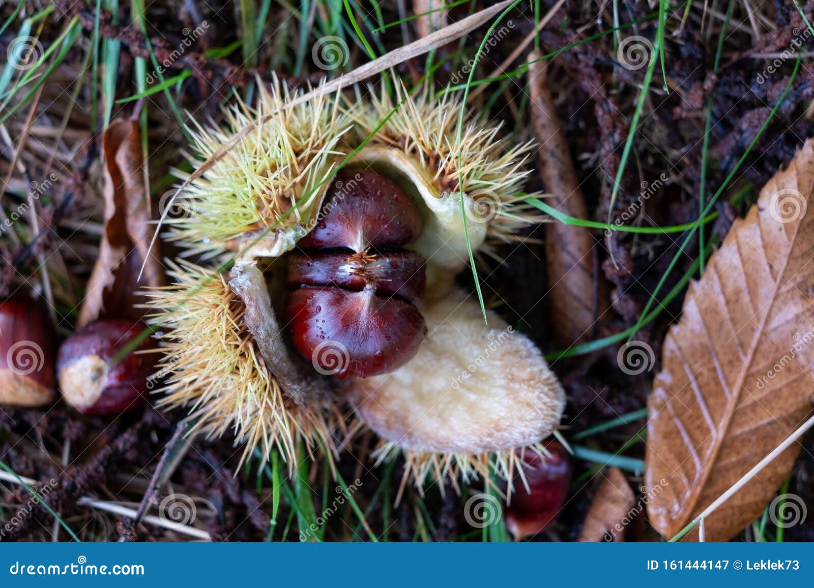edible sweet chestnuts in their protective spiked husk on forest floor in arne, dorset, uk