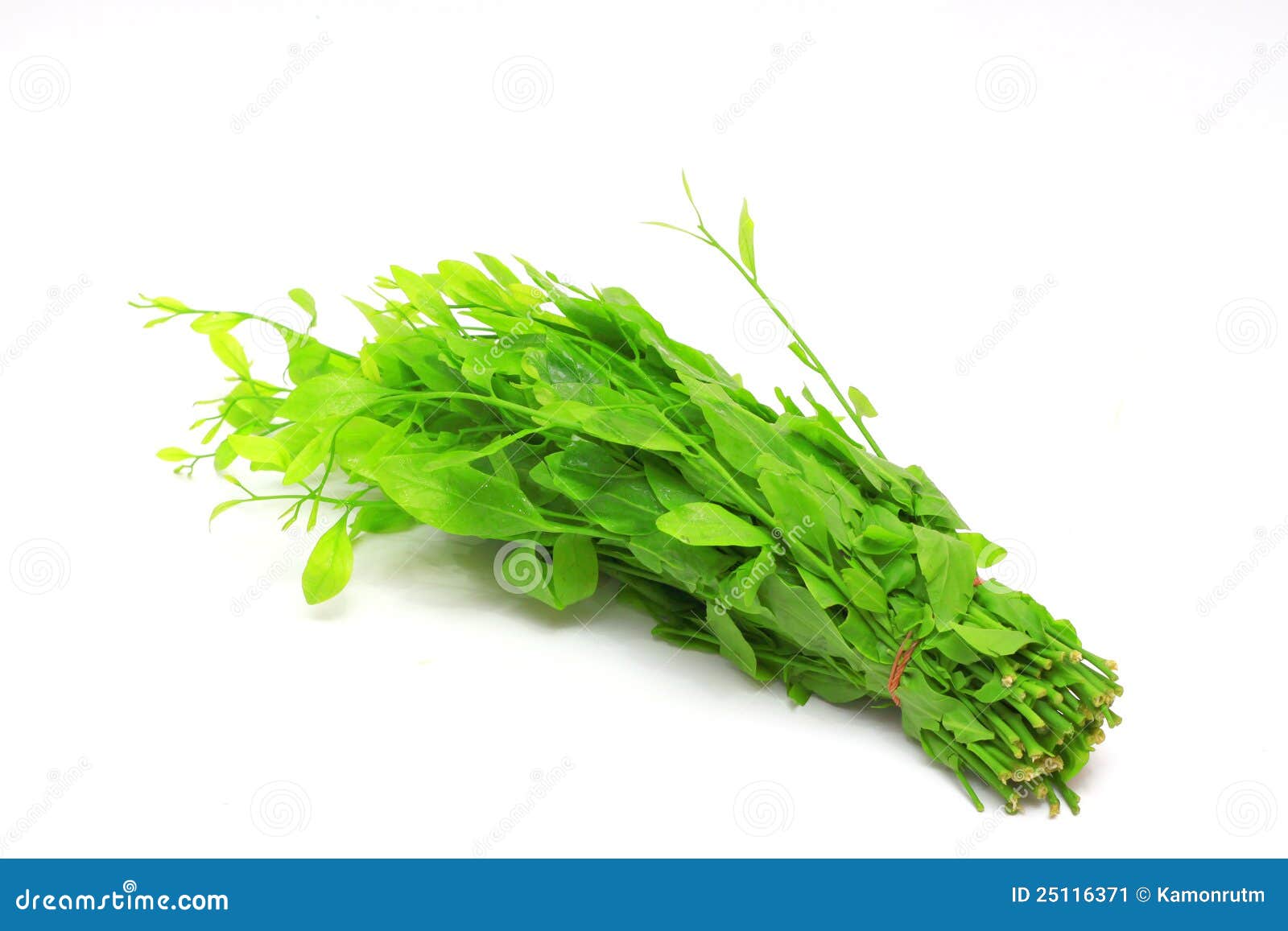edible sweet leaf bush