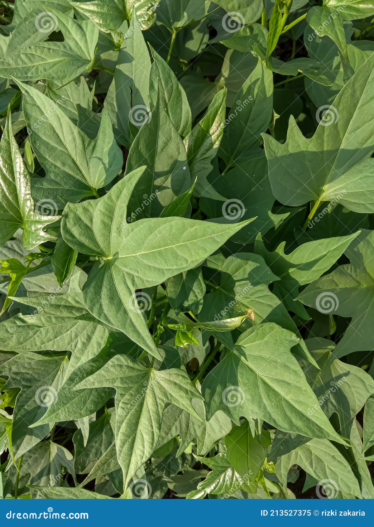 These are Edible Sweet Potato Leaves Stock Image Image of sweet