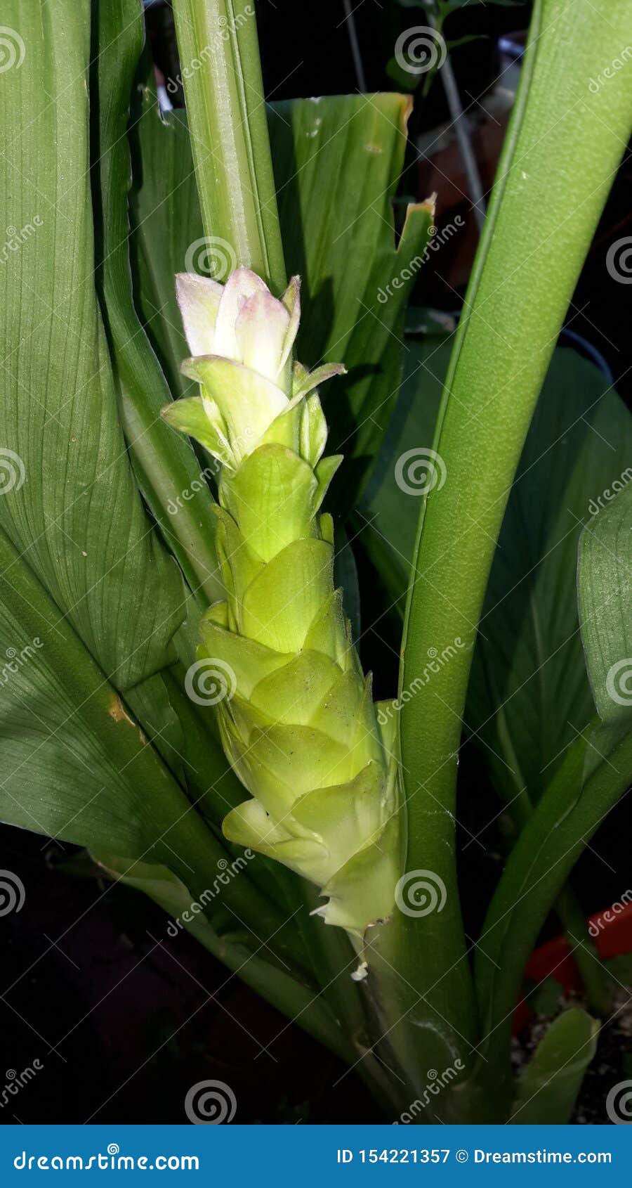 Edible Turmeric Flower stock image. Image of flower 154221357