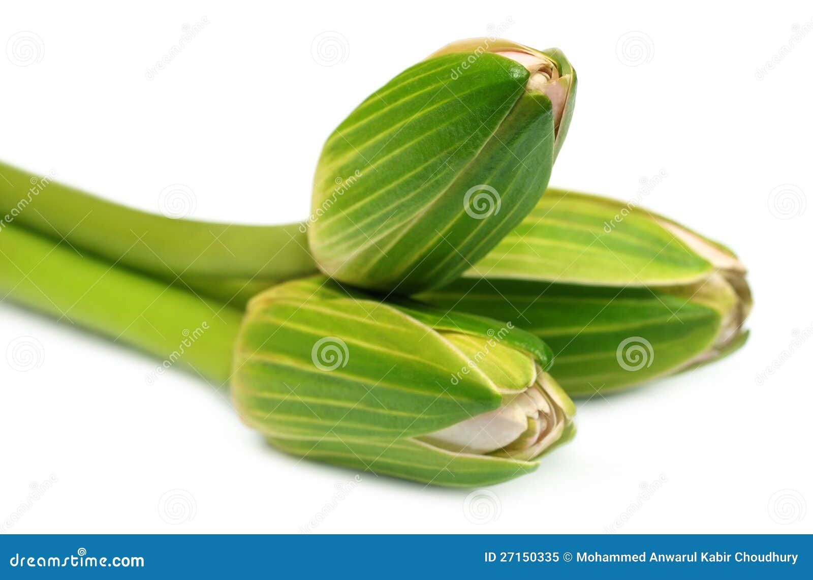 Edible water lilies stock image. Image of floral, bangladesh 27150335