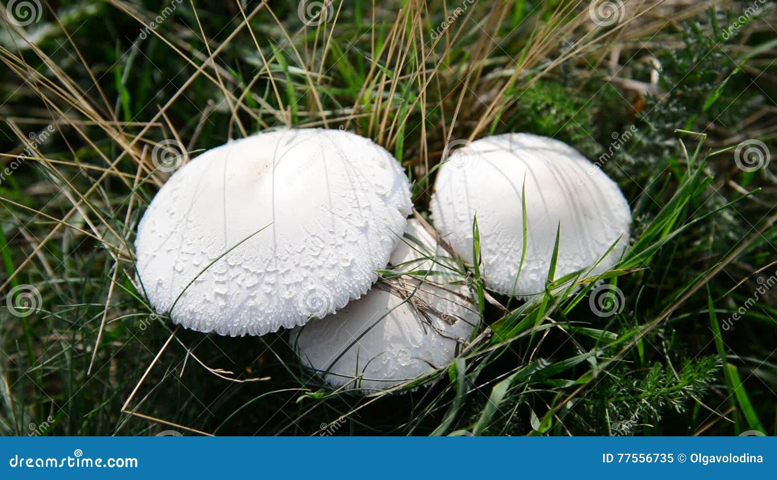 mushroom in guinea pig cage