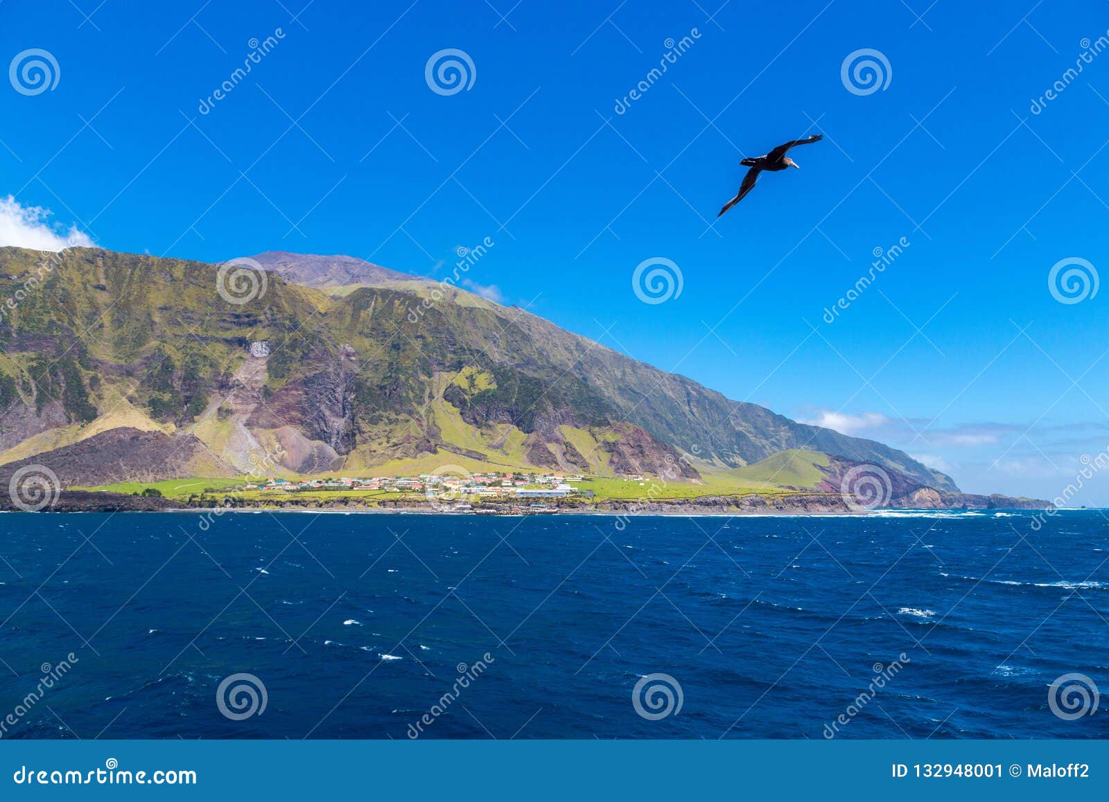 edinburgh of the seven seas, tristan da cunha island. 1961volcano cone. seagull, cormorant or gannet on foreground.