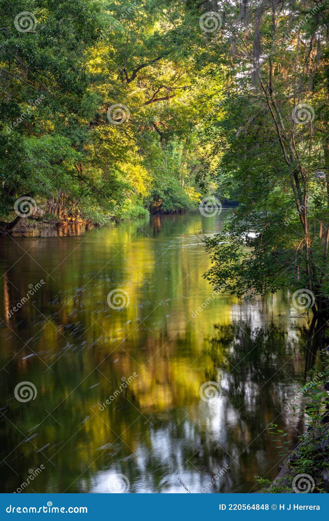 Edisto River Near Orangeburg, South Carolina Stock Photo Image of