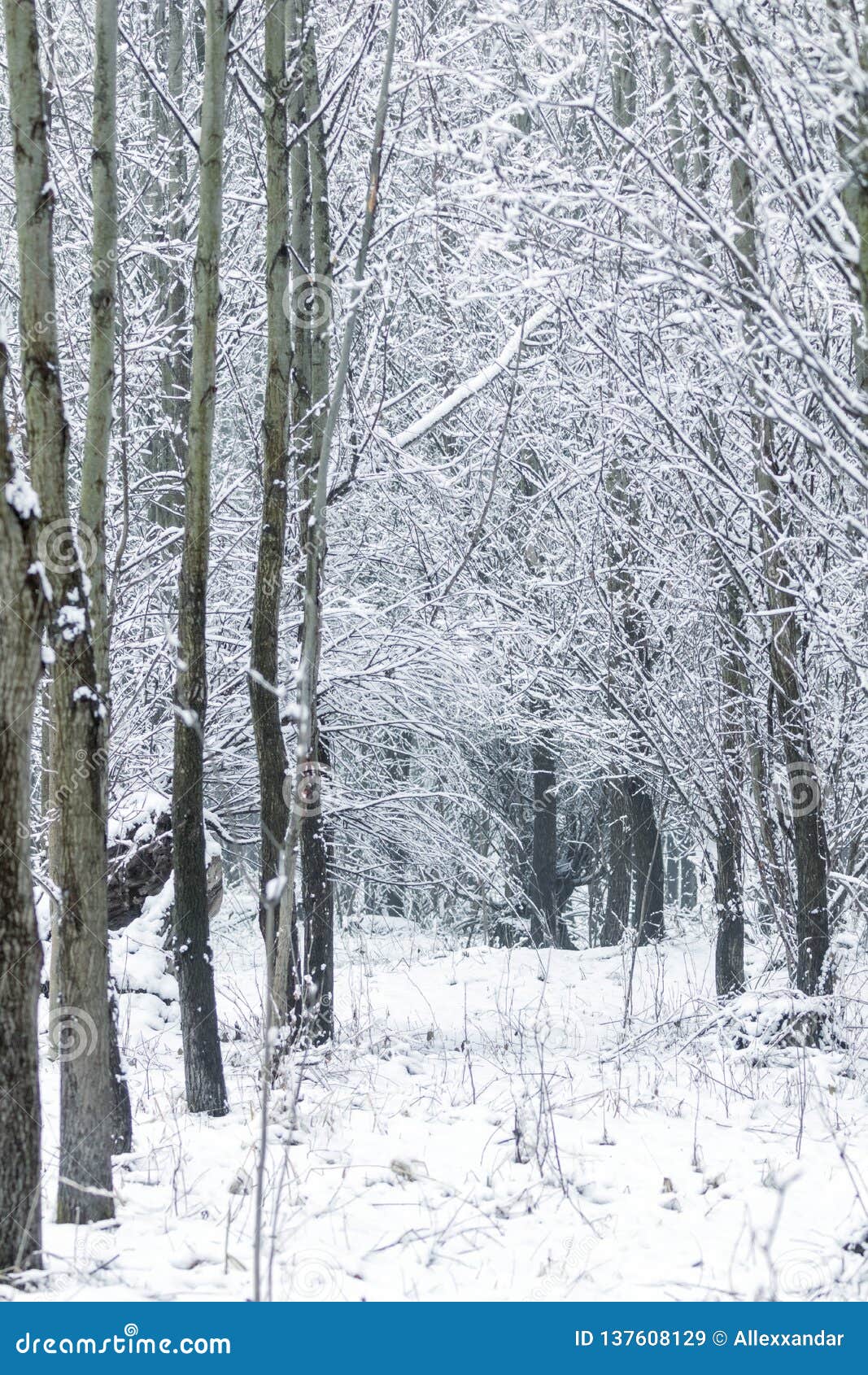 Edizione Di Inverno Dello Sfondo Naturale Dei Tronchi Di Alberi Del Pioppo Immagine Stock Immagine Di Bellezza Montagne 137608129