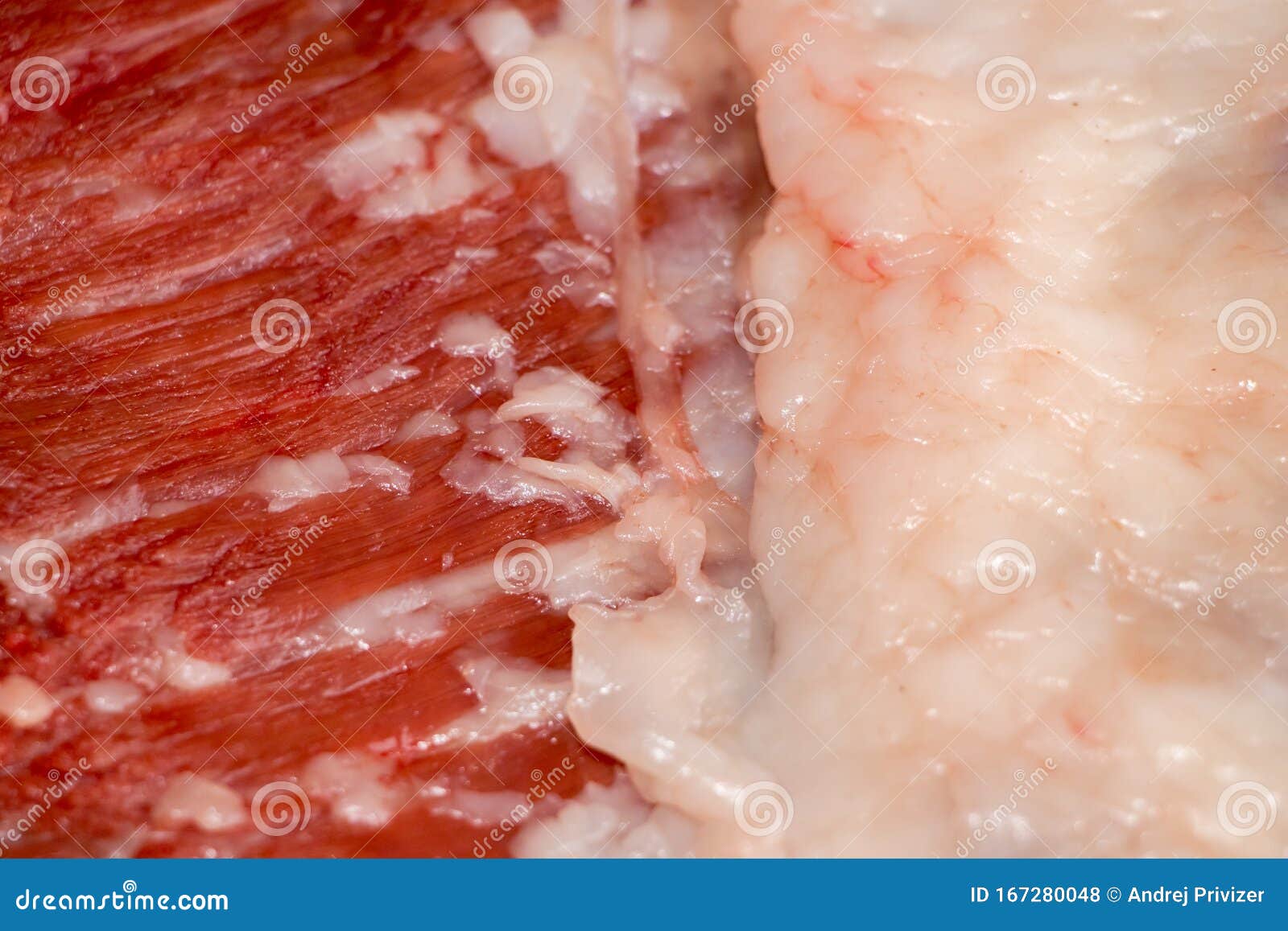 Education Anatomy and Histological Sample of Muscle Tissue and Adipose Tissue Close Up. Selective Focus Stock Photo - Image of lipid, muscle: 167280048 Education Anatomy and Histological Sample of Muscle Tissue and Adipose Tissue Close Up. Selective Focus Stock Photo - Image of lipid, muscle: 167280048