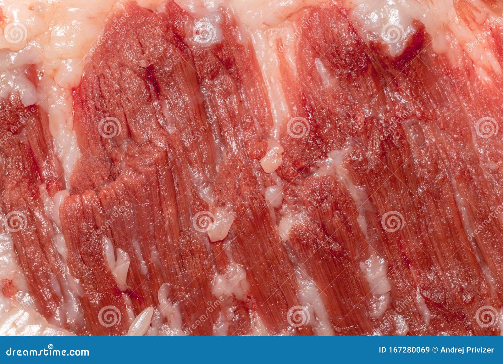 Education Anatomy and Histological Sample of Muscle Tissue and Adipose  Tissue Close Up. Selective Focus Stock Image - Image of myocardium, muscle:  167280069