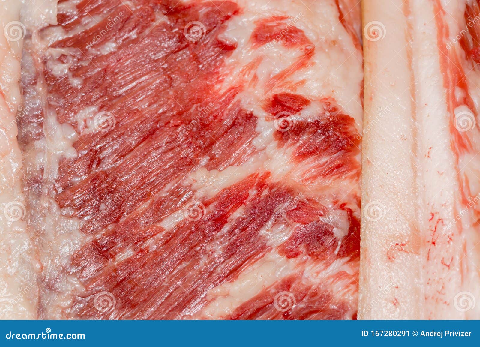 Education Anatomy and Histological Sample of Muscle Tissue and Adipose  Tissue Close Up. Selective Focus Stock Image - Image of myocardium,  healthy: 167280291
