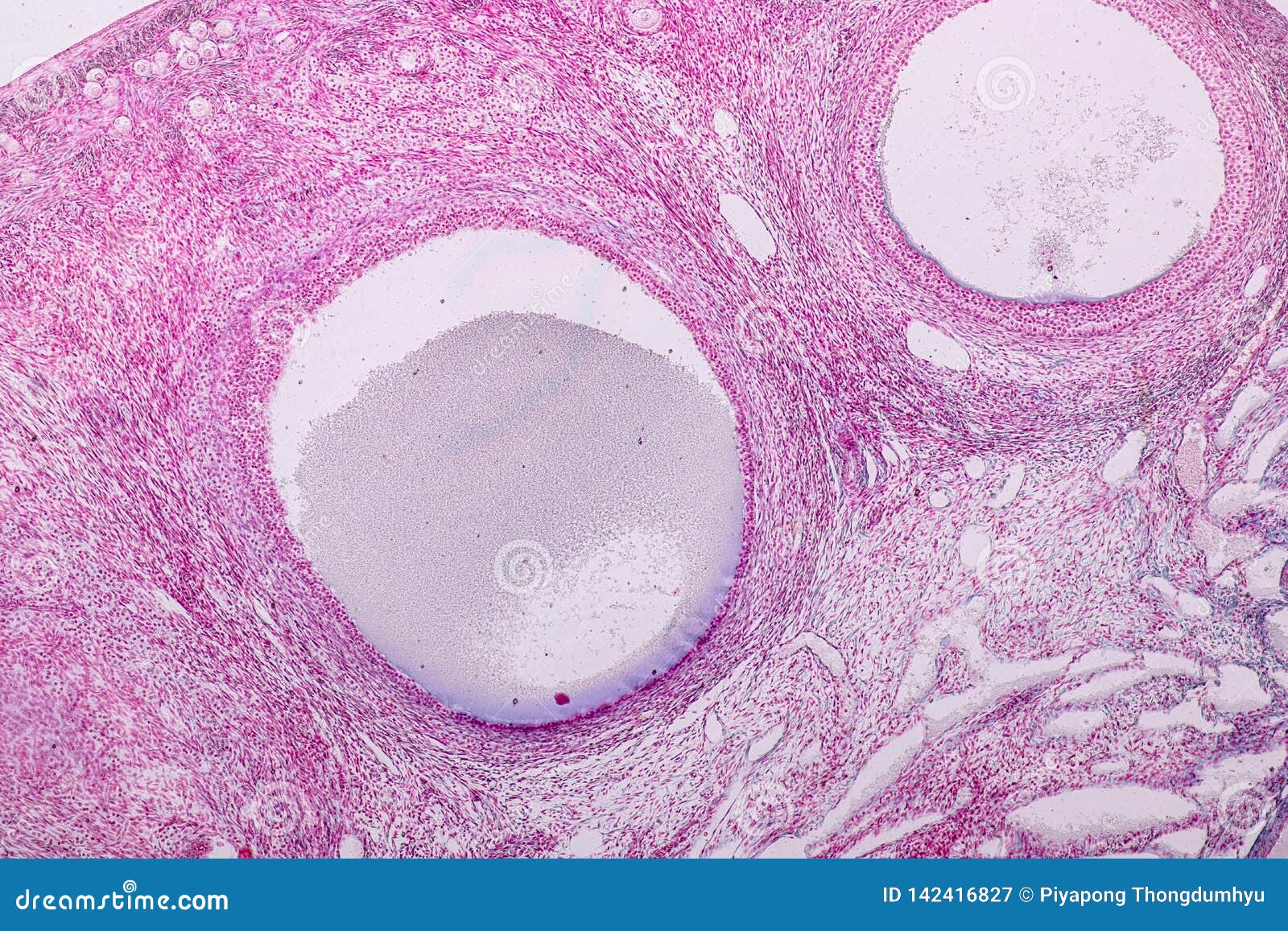 histological sample ovary of rabbit tissue under the microscope.