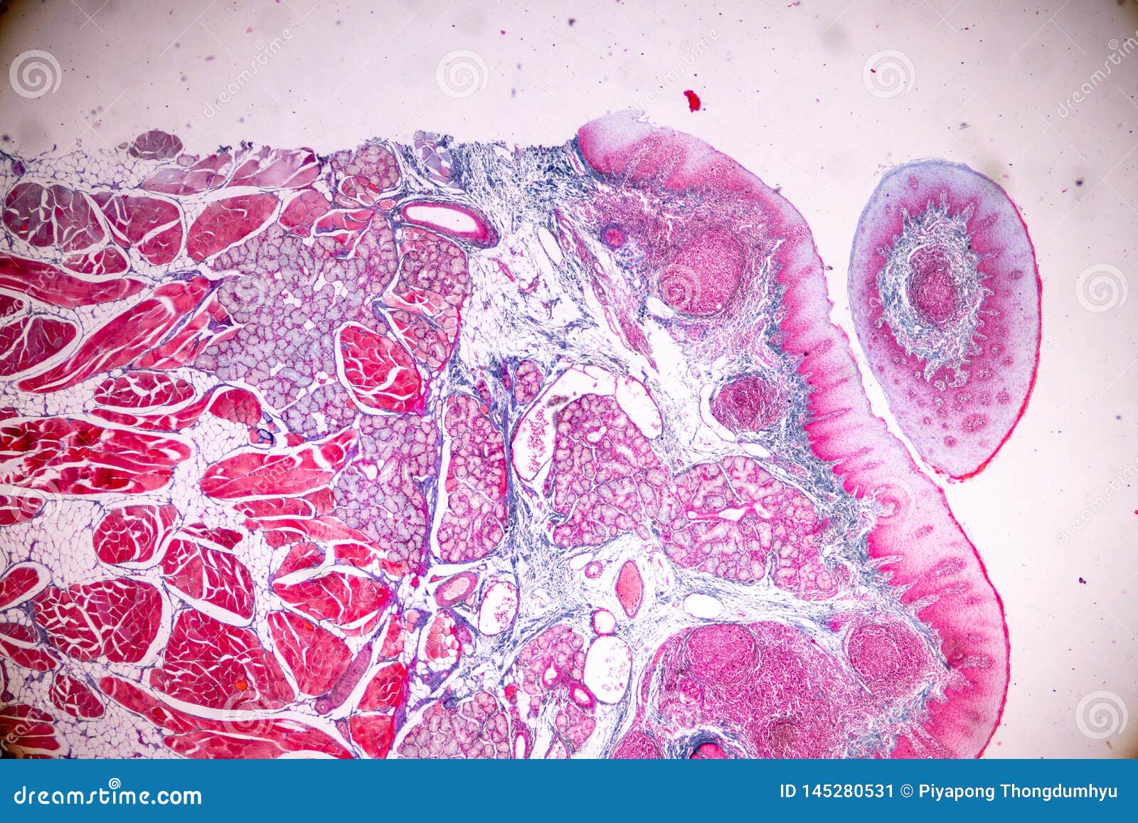 Education Anatomy and Physiology of Tongue Under the Microscopic. Stock Image Image of biology