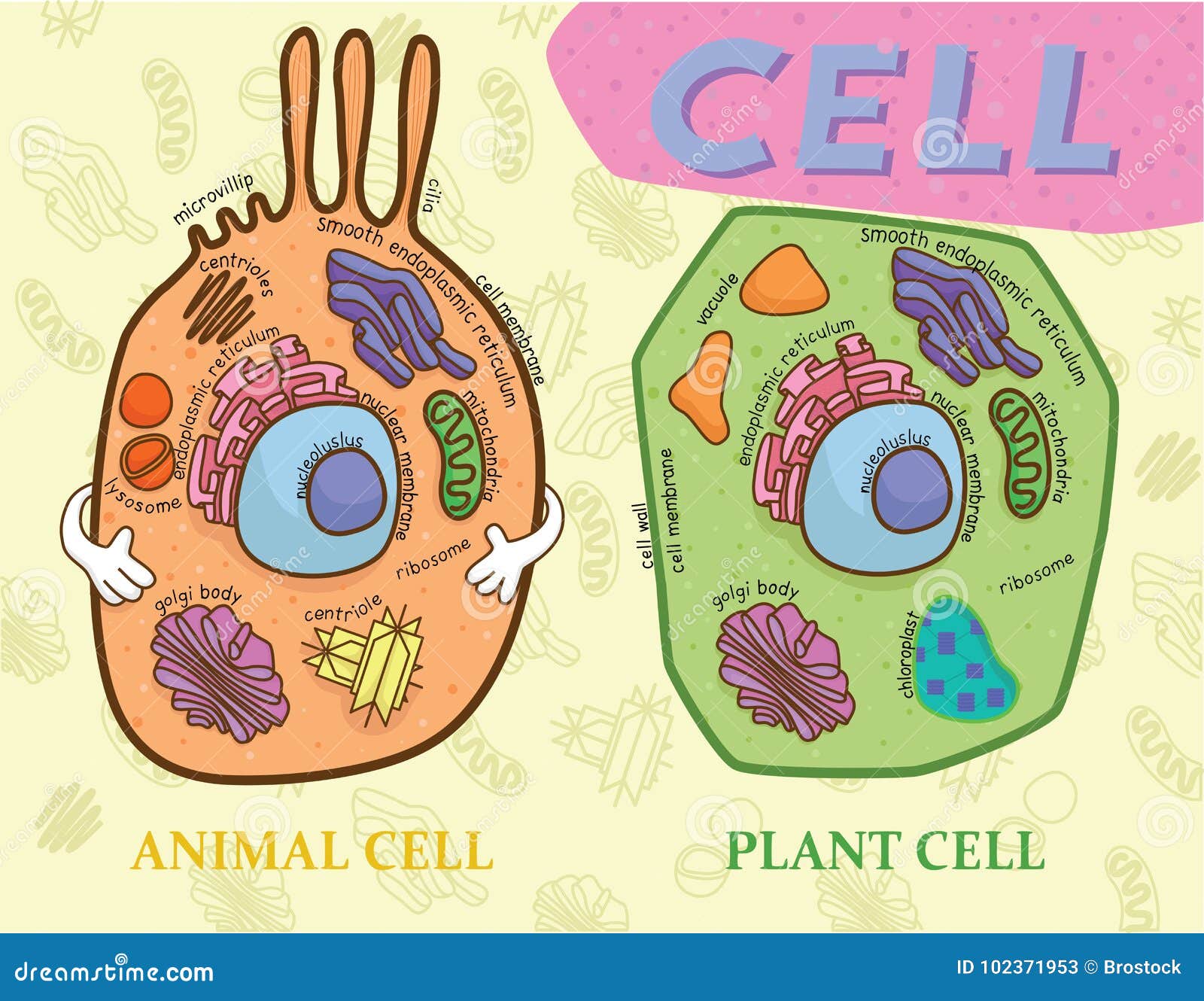 Plant Cell Animal Cell Stock Illustrations – 937 Plant Cell Animal Cell  Stock Illustrations, Vectors & Clipart - Dreamstime
