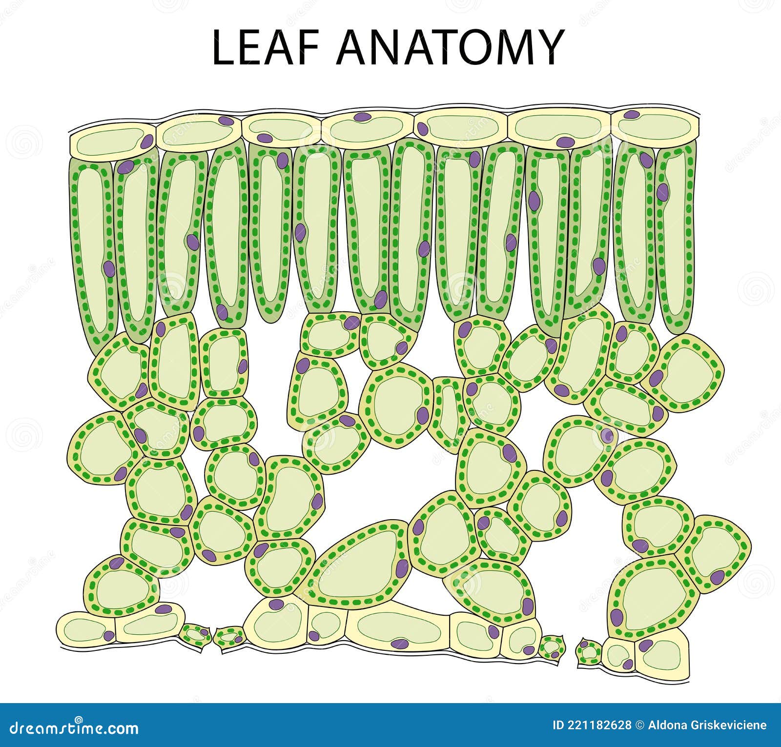 Steam and leaf diagram что это фото 16