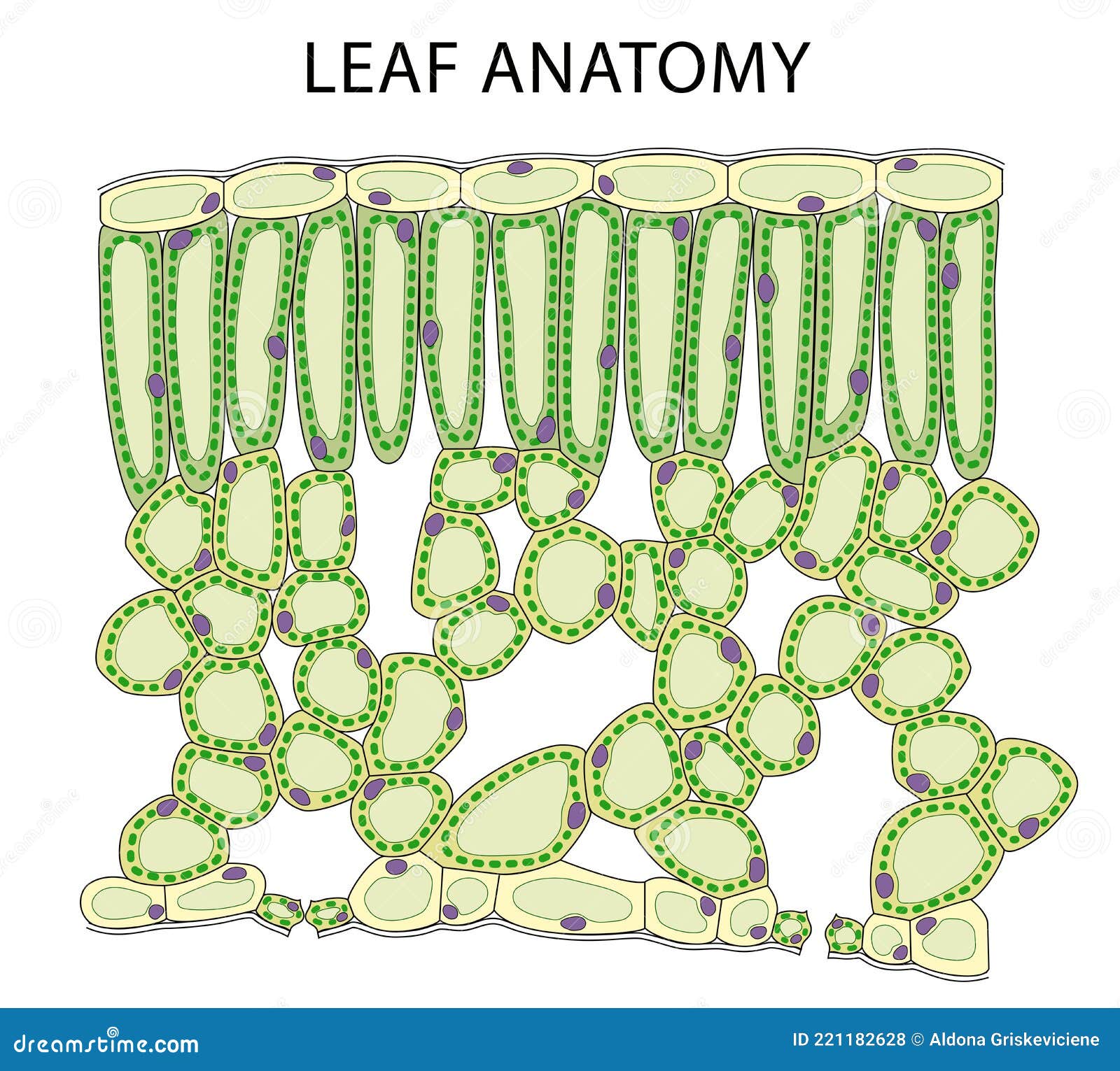 Steam and leaf diagrams фото 6