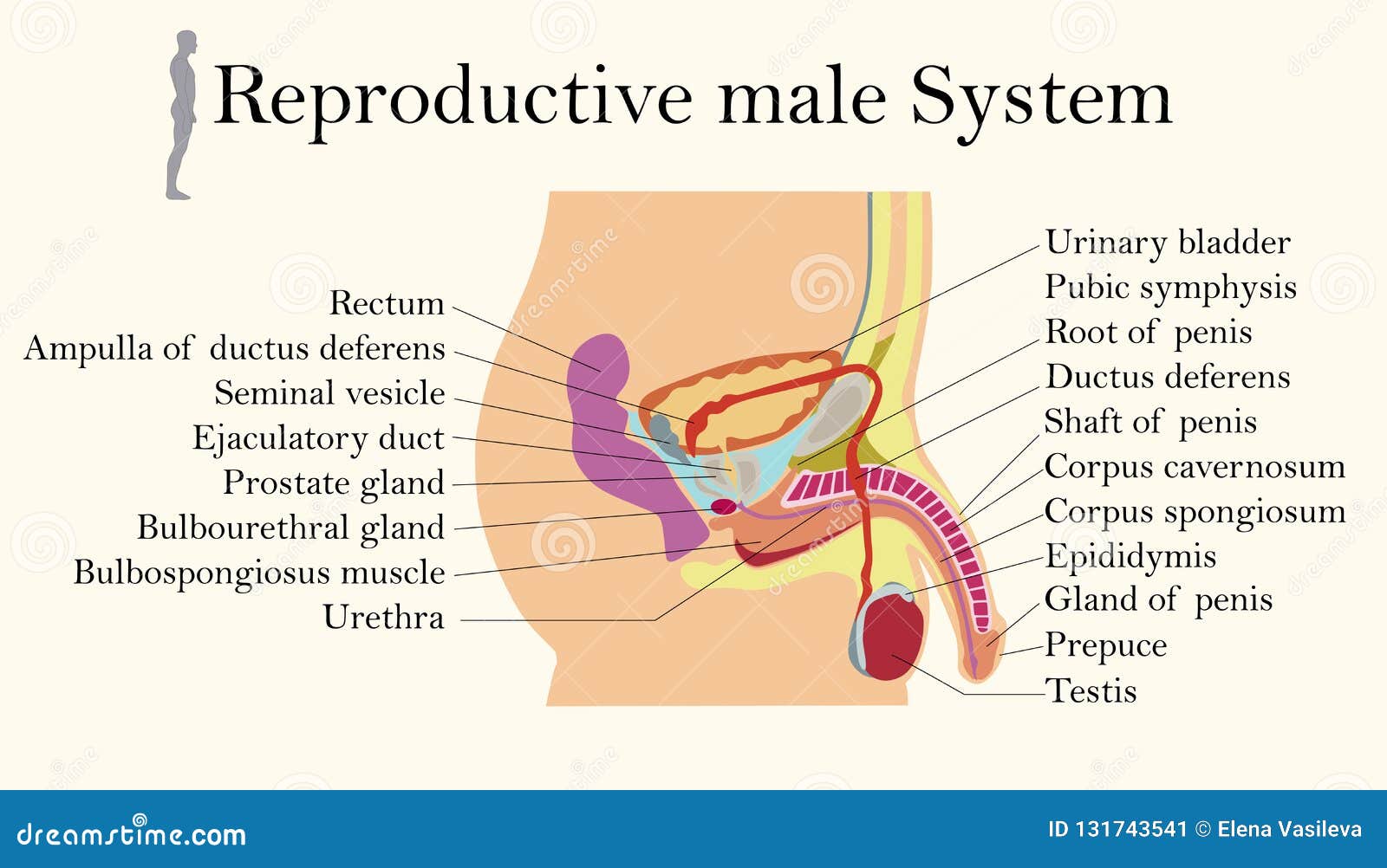 penis organ genital masculin