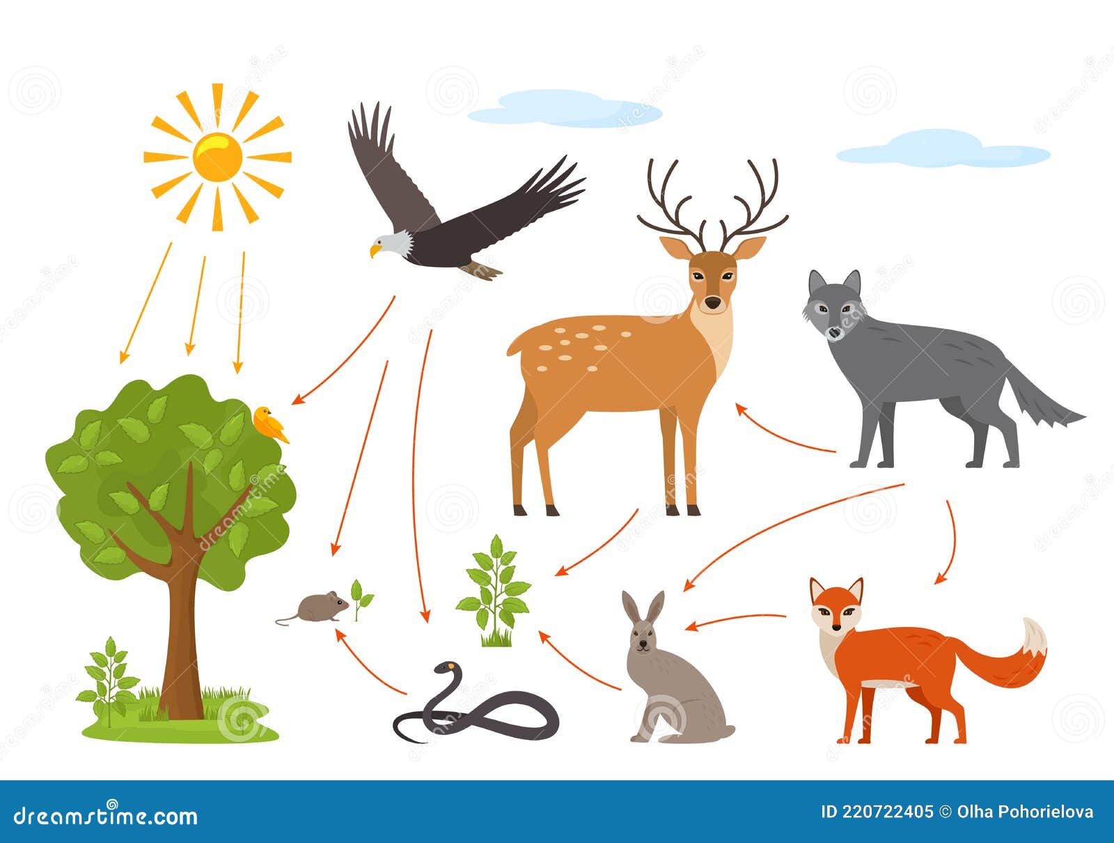 Educational Banner for Kids about the Food Chain in the Wild. Wildlife ... Biology Diagrams