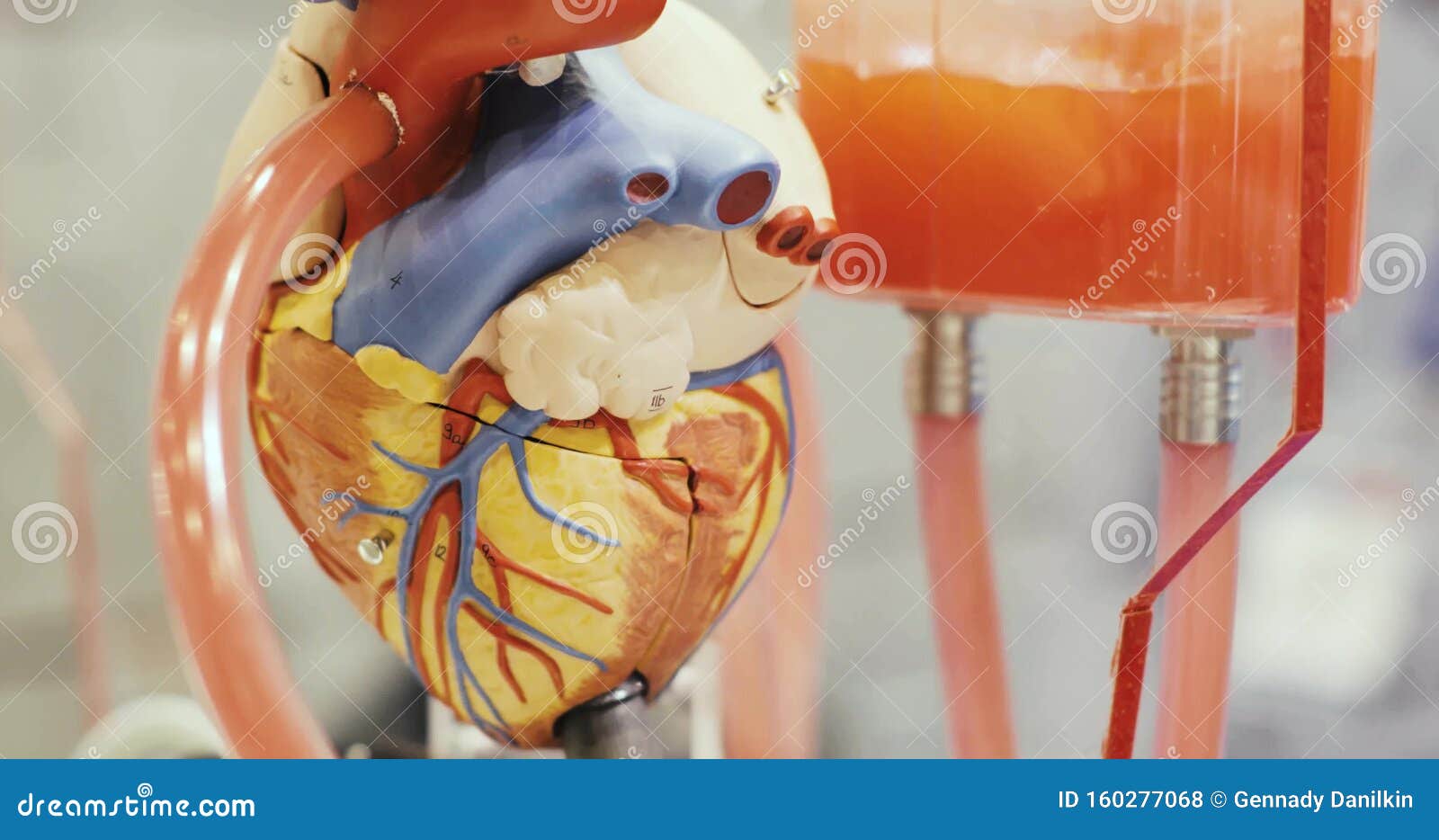 3d Toy Anatomacal Model of Human Heart with Circulated Liquid in Science Museum. Stock Footage