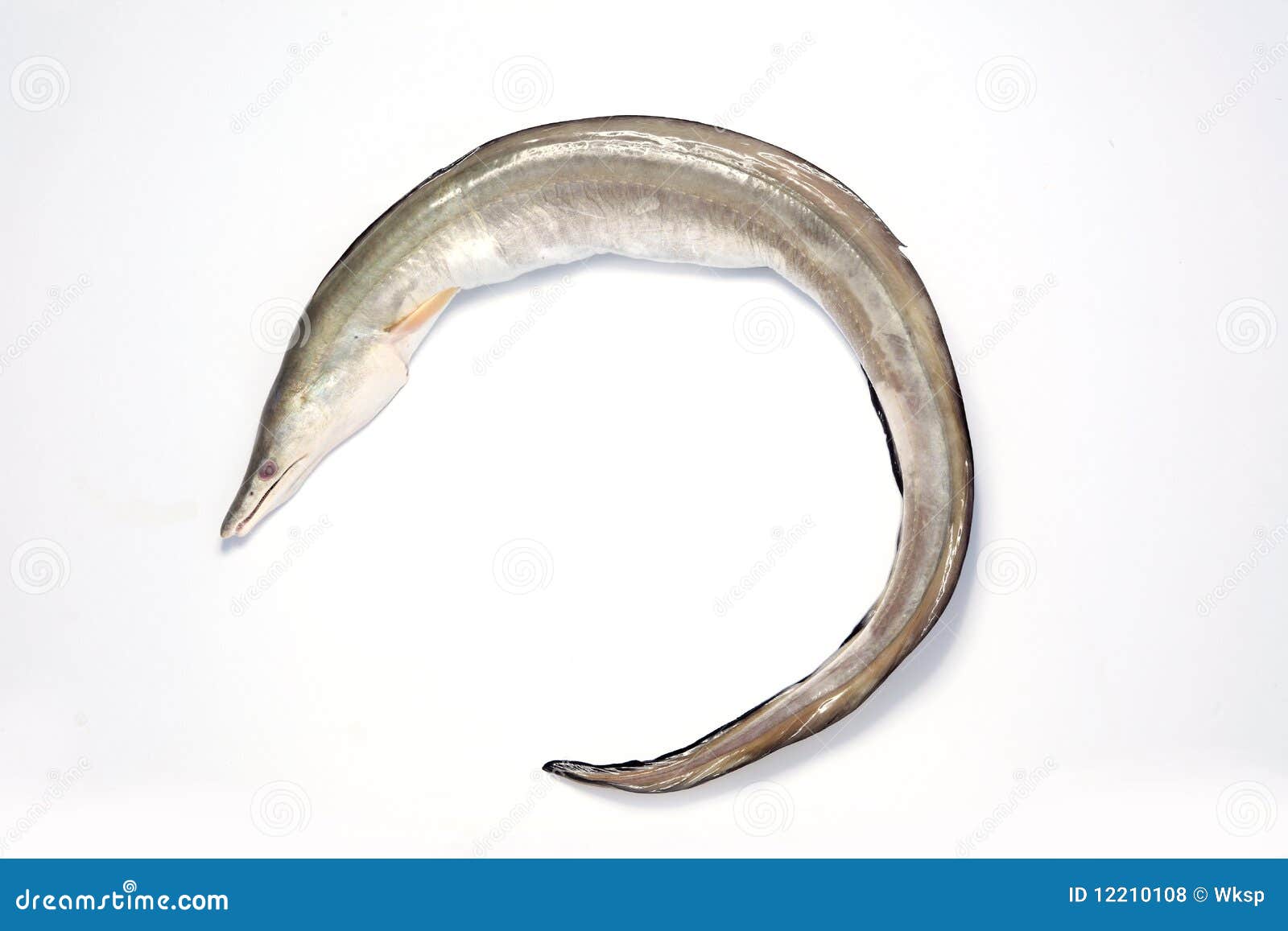 Eel stock photo. Image of supermarket, seafood, straw 12210108