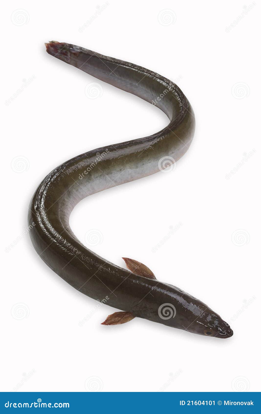 Eel stock image. Image of animal, fresh, paling, white - 21604101