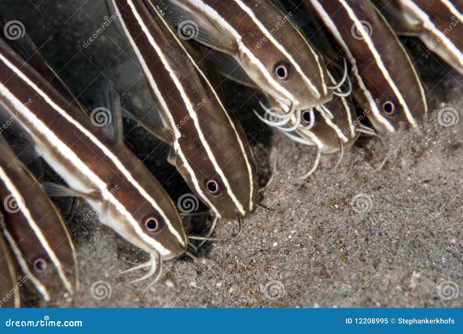 Eel catfish stock image. Image of coral, ocean, catfish - 12208995