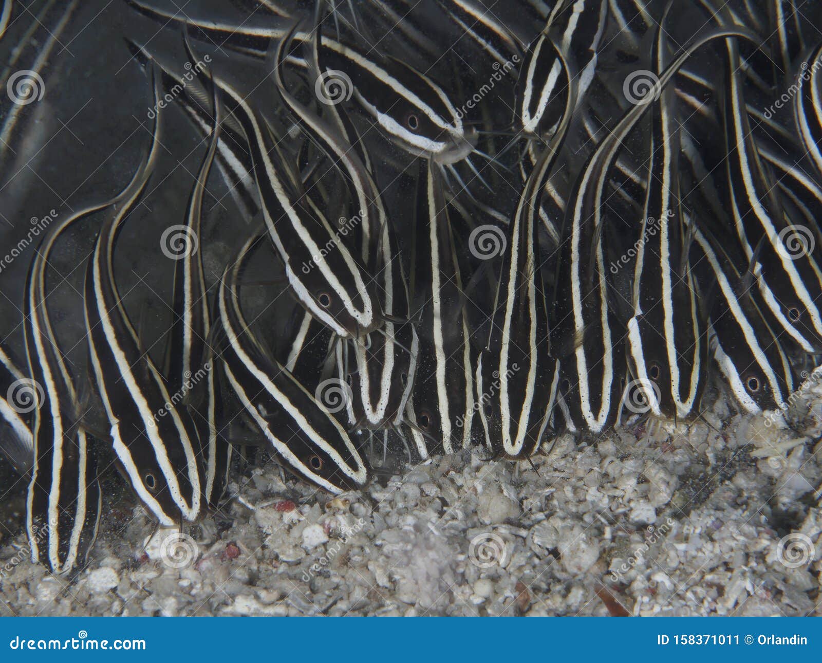 Eel catfishes stock image. Image of ocean, bohol, panglao - 158371011
