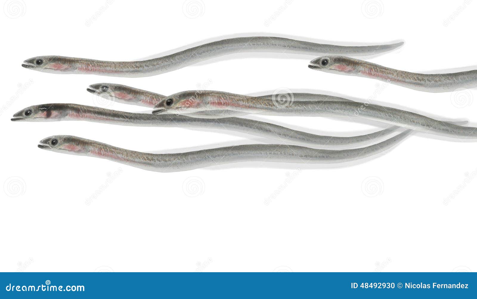 Eel elvers stock illustration. Illustration of gourmet 48492930