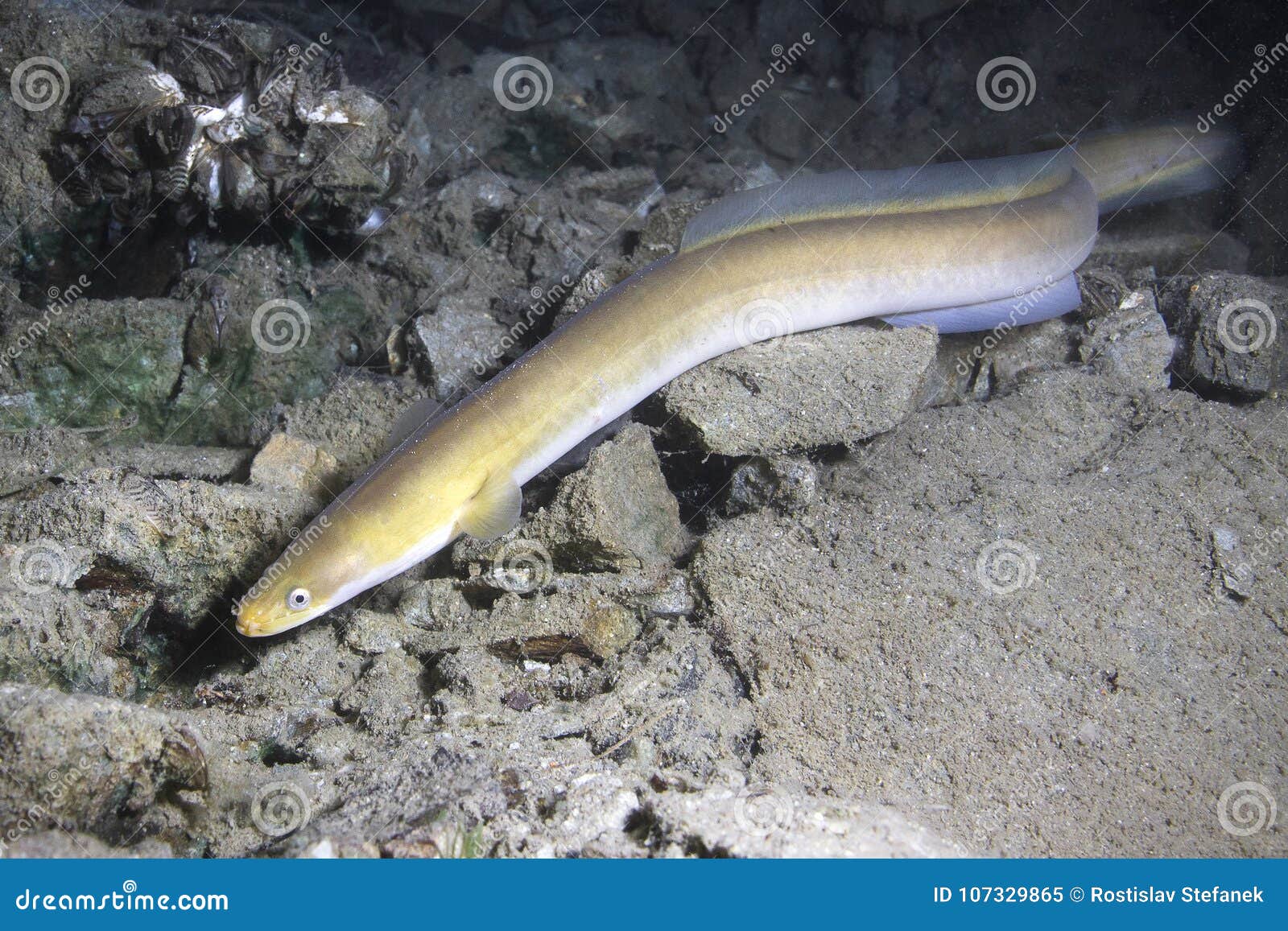 eel fish anguilla anguilla in the beautiful clean river.