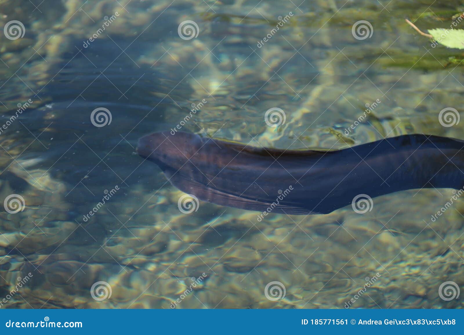 Eel fish in a River stock image. Image of zealand, animal 185771561