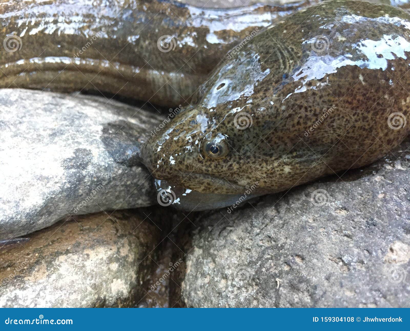 An Eel Like Fish Caught in a Tropical River in the