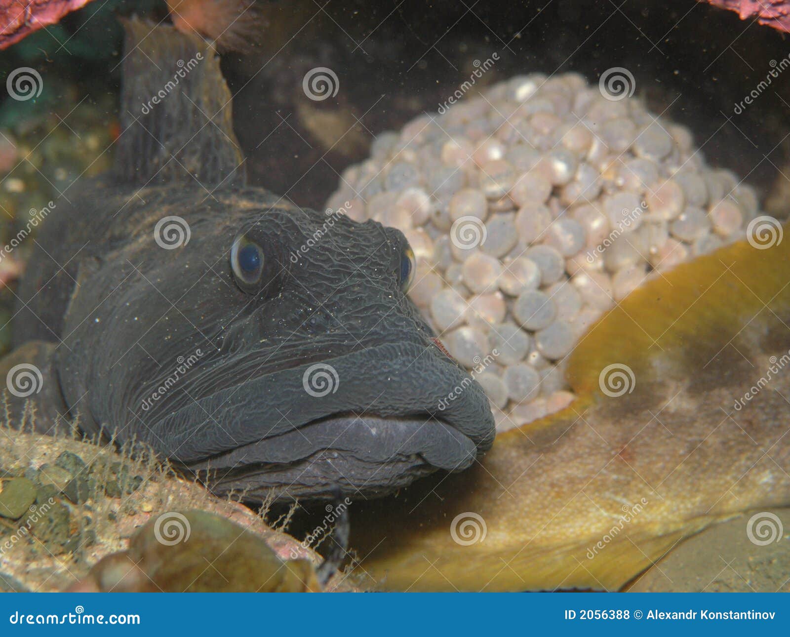 eel pout guarding its' eggs.