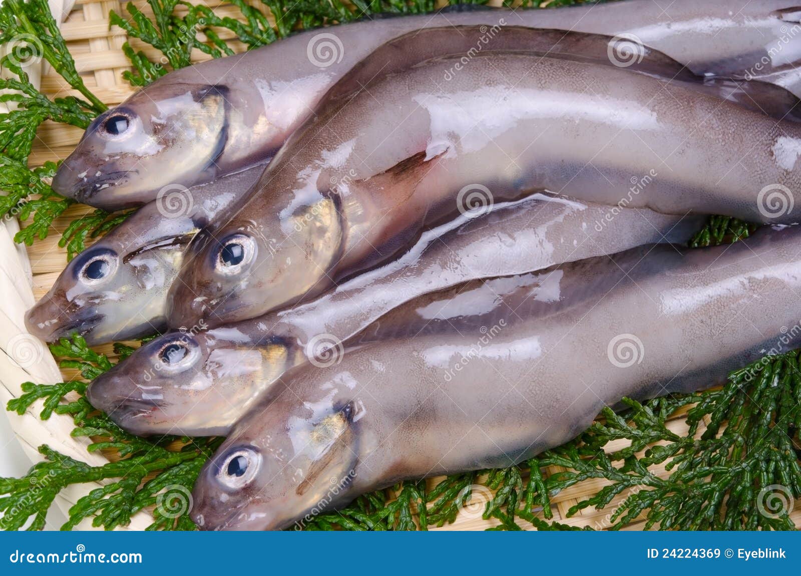 Eelpout stock image. Image of seafood, vertebrate, eelpout - 24224369
