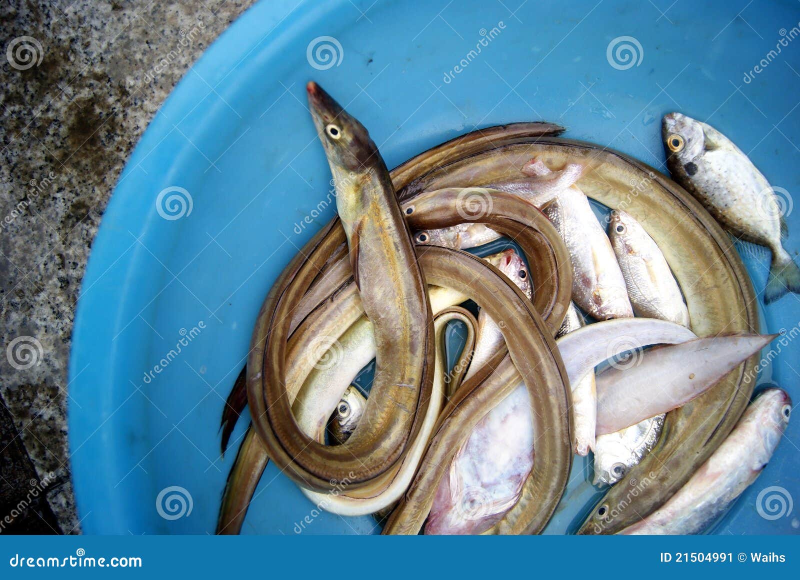 Eels stock image. Image of seafood, market, food, processing 21504991
