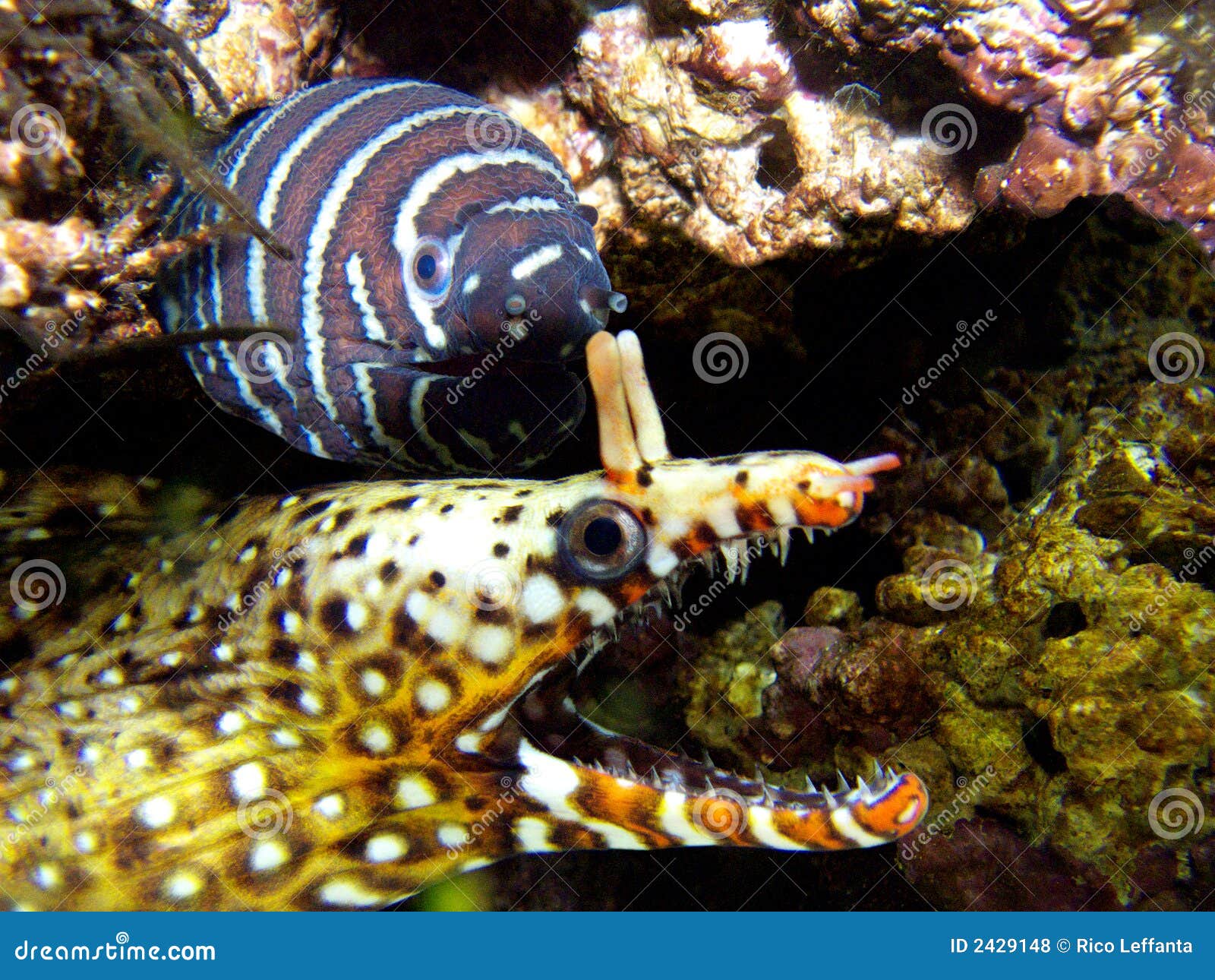 Eels stock photo. Image of pardalis, moray, saltwater 2429148