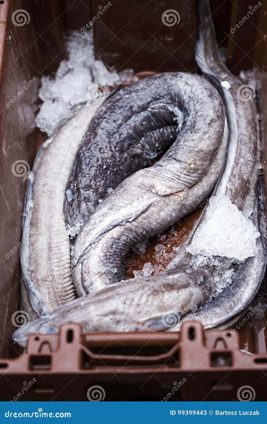 Eels in Container on Fish Market Stock Image Image of atlantic