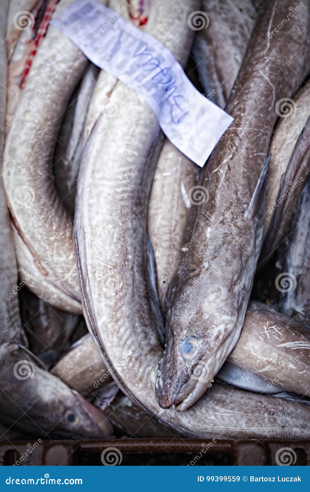 Eels in Container on Fish Market Stock Image Image of morning