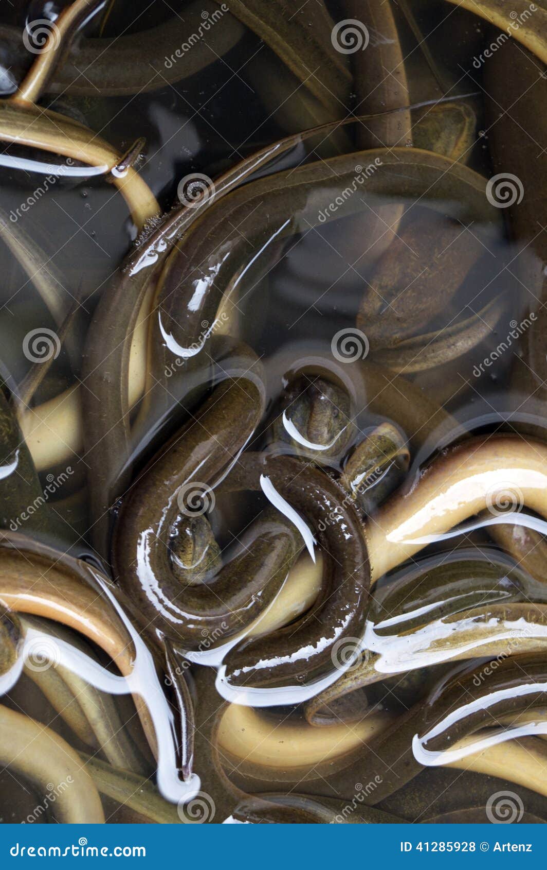 163 Live Eels Stock Photos - Free & Royalty-Free Stock Photos from