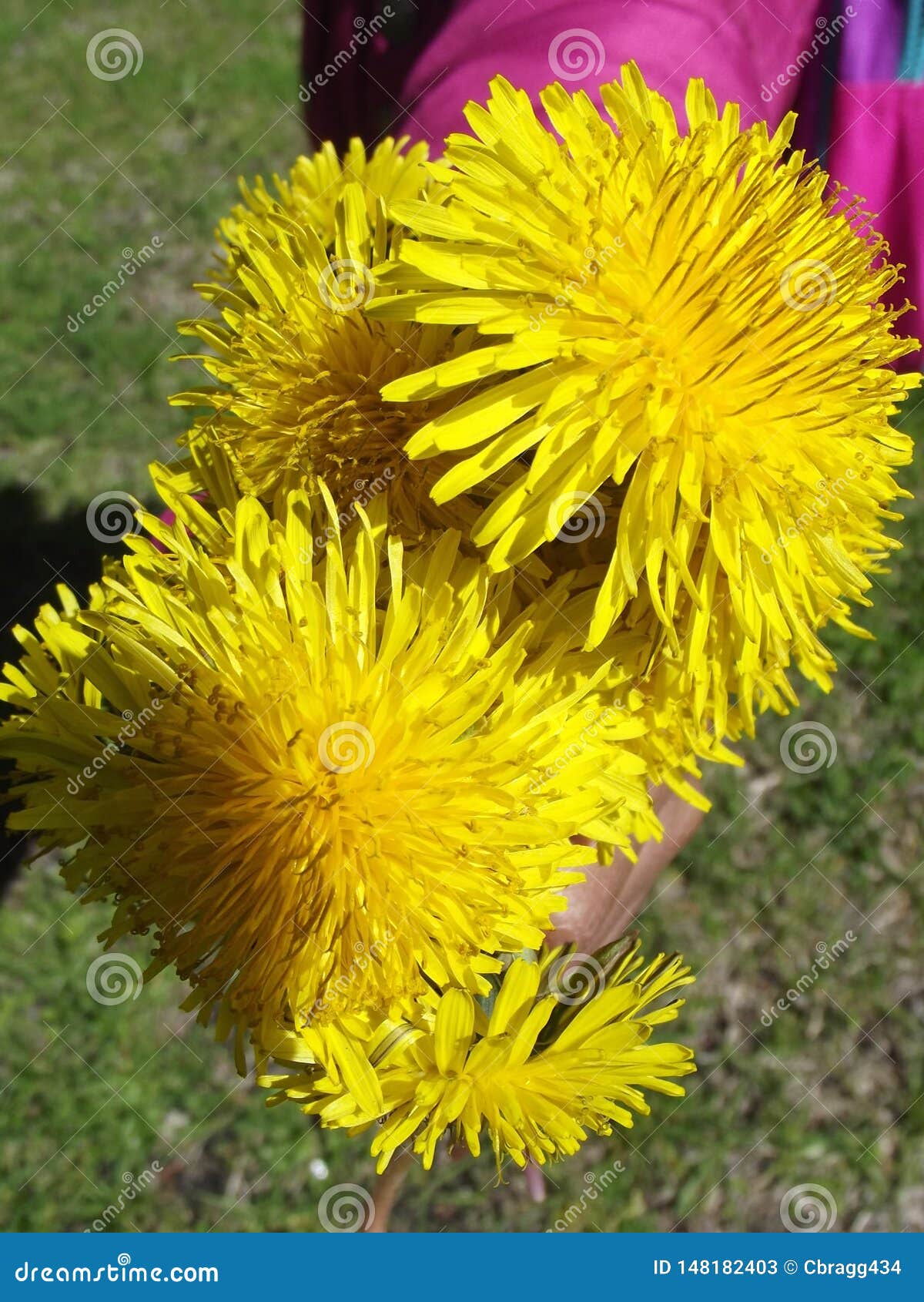 EEN BOEKET VAN DE LENTEbloemen ENKEL VOOR U. KINDholding DRIE MOOIE, HELDERE PAARDEBLOEMEN OP EEN DE LENTEdag TERWIJL BUITEN