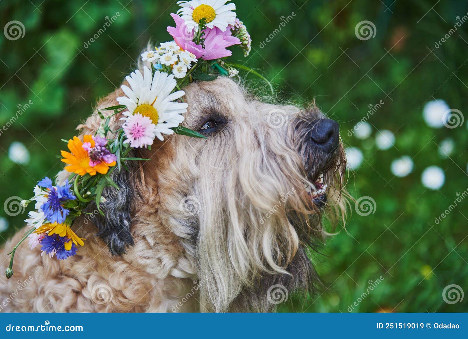 Een Fluitende Hond Van De Piepende Doodskas in Een Van Felle Bloemen in Groene Ruiming. Stock Afbeelding - Image aanbiddelijk, gras: 251519019