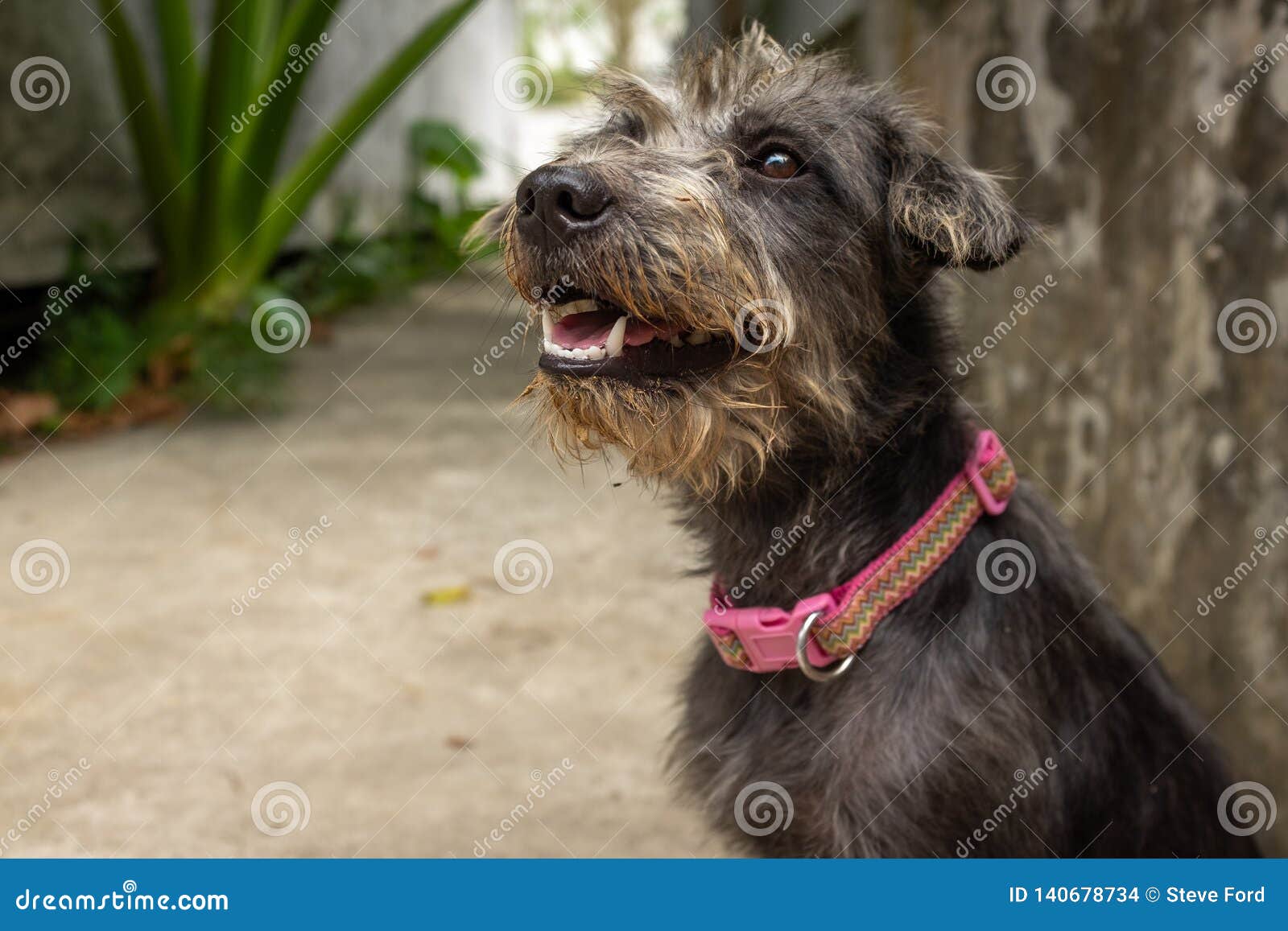 Een geredde grijze hond die bij een dierlijke schuilplaats op nieuw huis wachten. Zeer het leuke kijken redde grijze hond wachtend bij een dierlijke schuilplaats op nieuw huis, kijkt als de hond bijna glimlacht