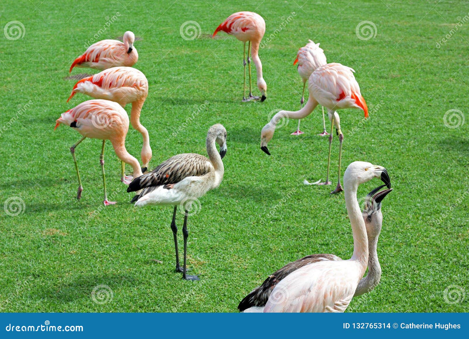 Een groep flamingo's op een gazon. Een groep die flamingo's voedsel op het gazon plukken Twee flamingo's in de voorgrond interracting met elkaar
