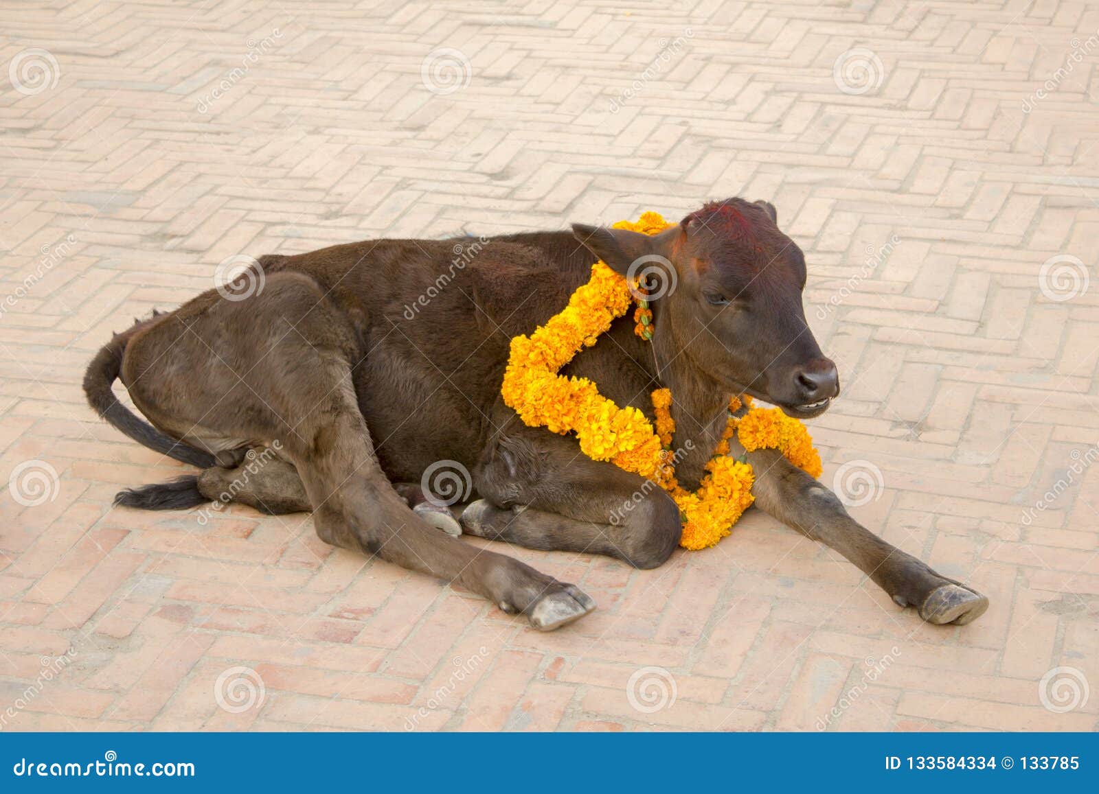 Een Indische bruine koe met een bloemslinger rond zijn hals en een rood stippelen op zijn voorhoofd Feestelijke Koe