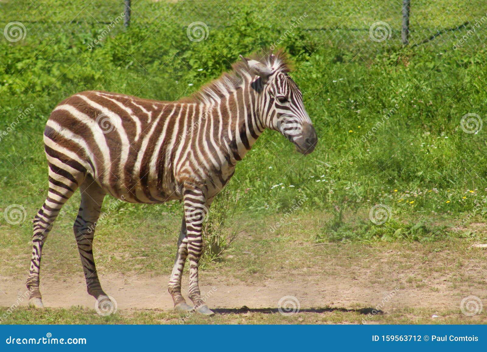 Ingang eerlijk tweede Een Jonge Bruine En Witte Zebra Die in Droog Zomervuil Speelt Stock Foto -  Image of groen, zoogdier: 159563712
