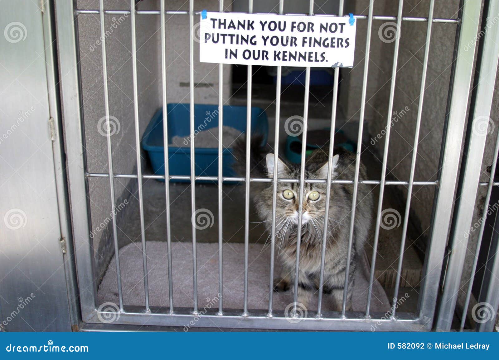 Een kat zit in kooi stock foto. Image of - 582092
