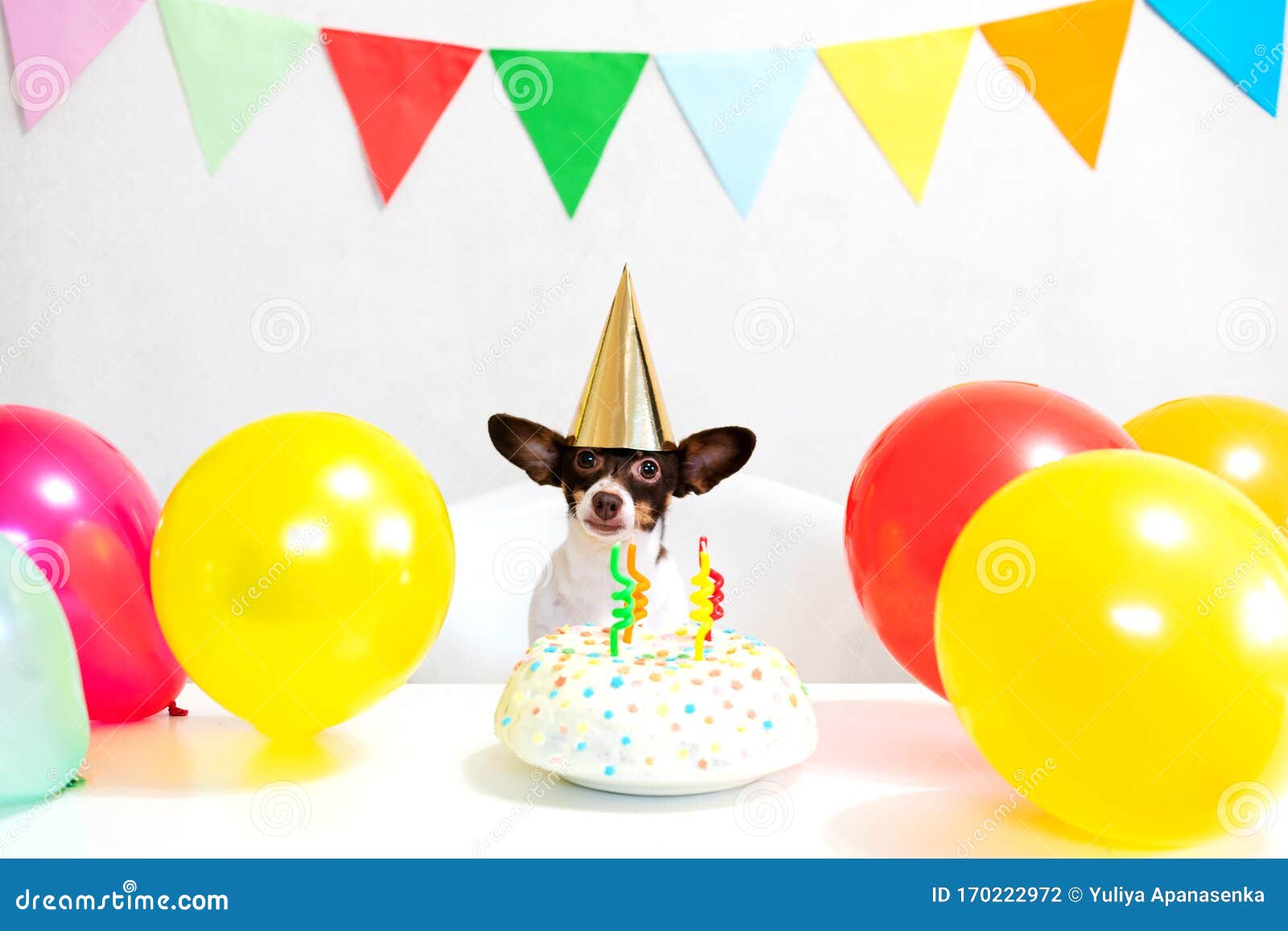 Een Kleine Grappige Hond Met Een Verjaardagstaart En Een Feest Dat Jarig Is  Stock Foto - Image Of Grappig, Confetti: 170222972