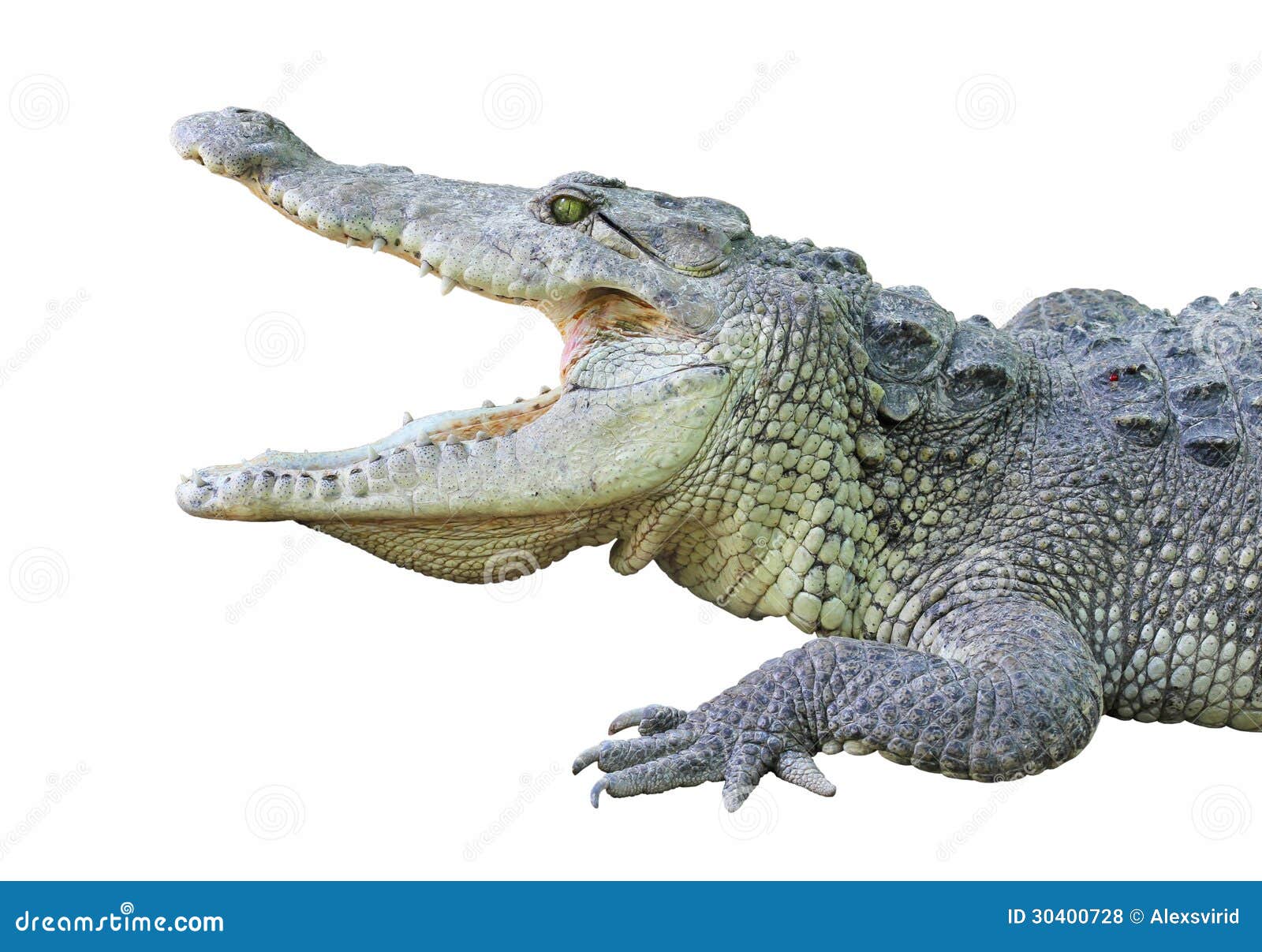 Een Krokodil Met Open Kaken Stock Foto - Afbeelding ...