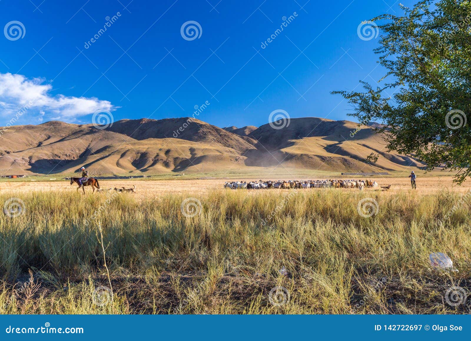 Een kudde van paarden met de veedrijvers op horseback in de steppen van Kazachstan