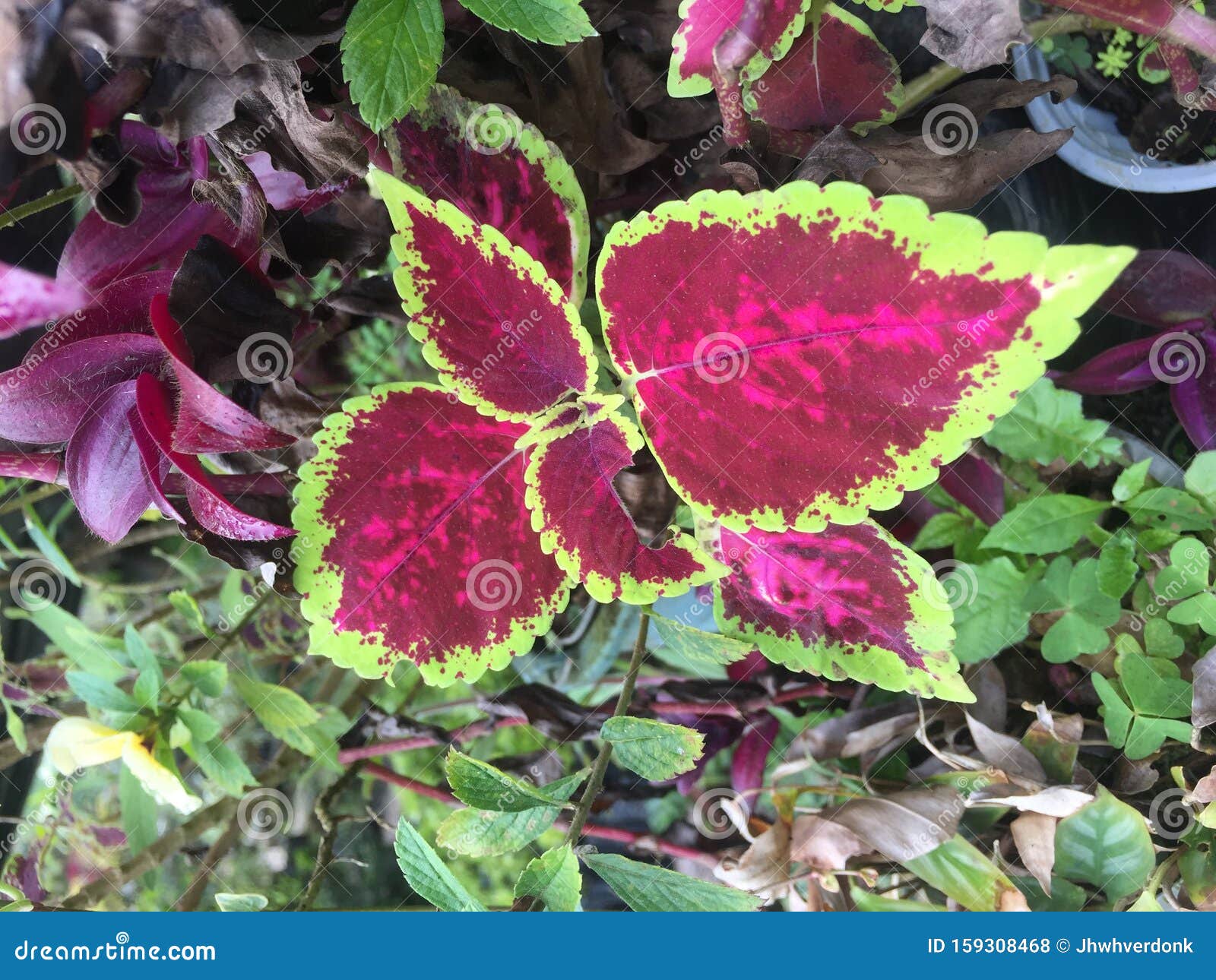 Een Mooie Plant Met Bladeren Met Een Natuurlijke, Lichte Paarse Kleur En  Groene Rand Stock Foto - Image Of Groei, Tuin: 159308468